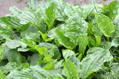 Yazın, doğada muz yetişir.