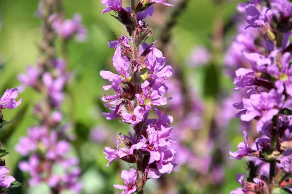 Lythrum Salicaria Grows Wild Riverbank — Stock Photo, Image