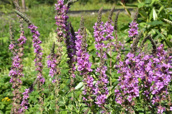 Lythrum Salicaria Cresce Estado Selvagem Margem Rio — Fotografia de Stock