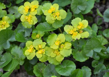 İlkbaharda vahşi doğada krisosplenyum alternatif neşter açar.