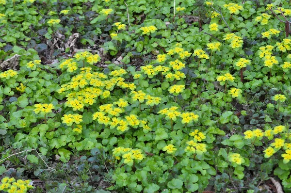 Chrysosplenium Alternifolium Floresce Natureza Primavera — Fotografia de Stock