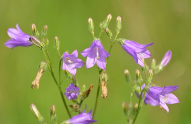 Sibirya çan çiçekleri (Campanula sibirica) yazın yabani otlar arasında çiçek açar