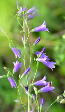 Sibirya çan çiçekleri (Campanula sibirica) yazın yabani otlar arasında çiçek açar