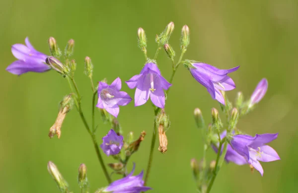 Sibiriska Klockblommor Campanula Sibirica Blommar Bland Vilda Gräs Sommaren — Stockfoto