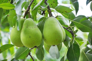Meyve bahçesinde, armutlar ağaç dalında olgunlaşır..