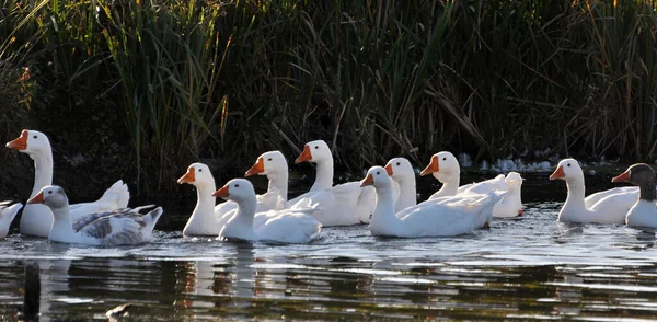 Die Herde Der Hausgänse Badet Fluss — Stockfoto