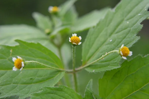 One Weed Species Blooms Field Galinsoga Parviflora — Stock Photo, Image