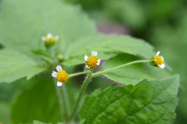 Una Las Especies Malezas Florece Campo Galinsoga Parviflora —  Fotos de Stock