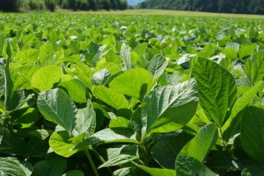 Yazın ortasında bir tarlada soya fasulyesi yetiştirirken.