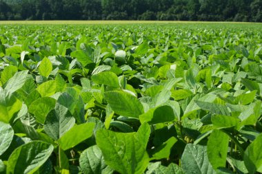 Yazın ortasında bir tarlada soya fasulyesi yetiştirirken.
