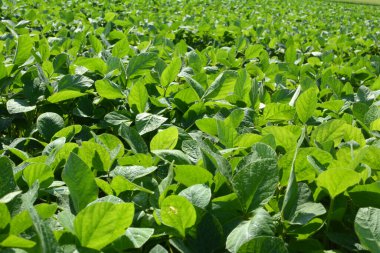 Yazın ortasında bir tarlada soya fasulyesi yetiştirirken.