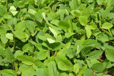 Yazın ortasında bir tarlada soya fasulyesi yetiştirirken.