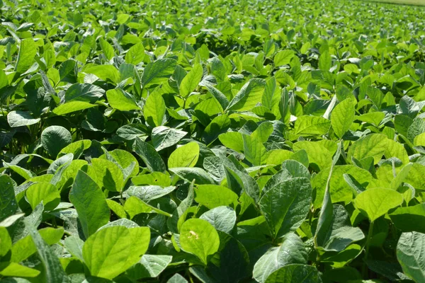 Middle Summer Farm Field Growing Soybeans — Stock Photo, Image