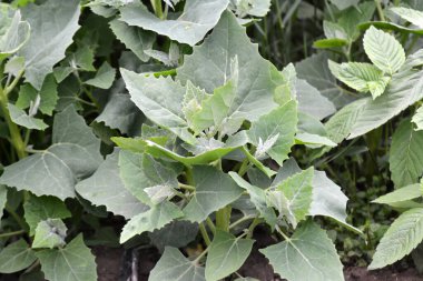 İlkbaharda, bahçede yenilebilir bitkisel orach (Atriplex hortensis) yetişir.