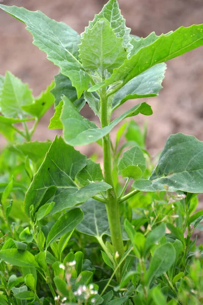 Jaře Roste Zahradě Jedlá Rostlina Orach Atriplex Hortensis — Stock fotografie