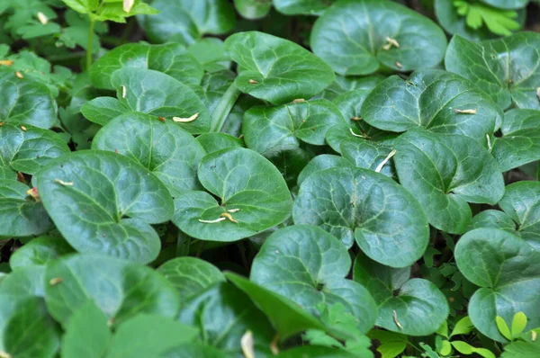 Asarum Europaeum Roste Lese Divočině — Stock fotografie