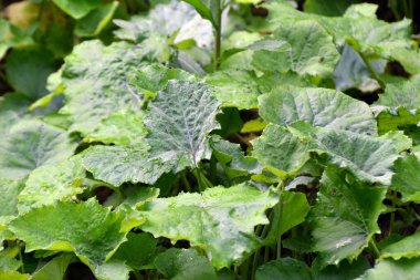 Coltsfoot (Tussilago farfara) yazın vahşi doğada yetişir.