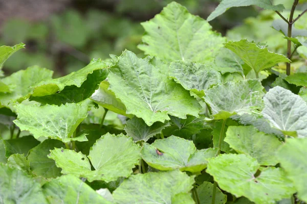 夏に野生で成長するコルツフット Tussilago Farfara — ストック写真