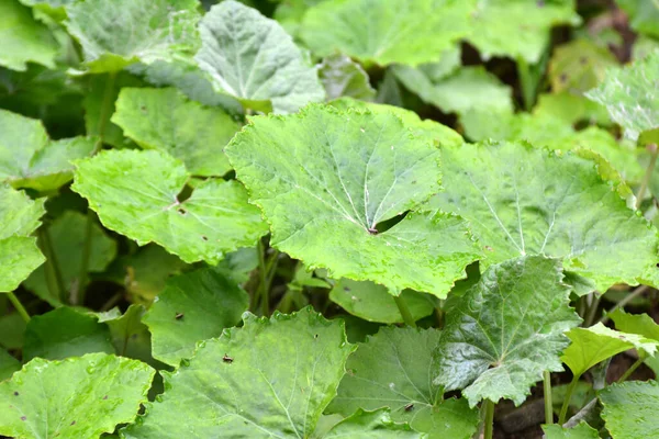 Колцфут Tussilago Farfarfarfara Росте Дикій Природі Влітку — стокове фото