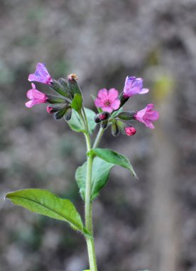 Erken bahar bitkisi ciğerotu (Pulmonaria obscura) vahşi ormanda çiçek açar