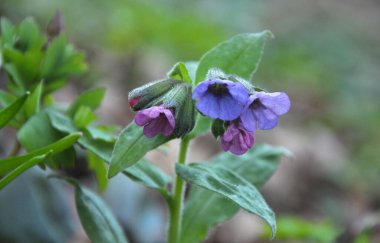 Early spring plant lungwort (Pulmonaria obscura) blooms in the wild forest clipart