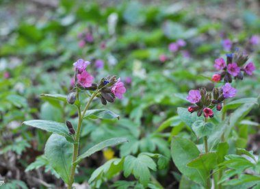 Erken bahar bitkisi ciğerotu (Pulmonaria obscura) vahşi ormanda çiçek açar
