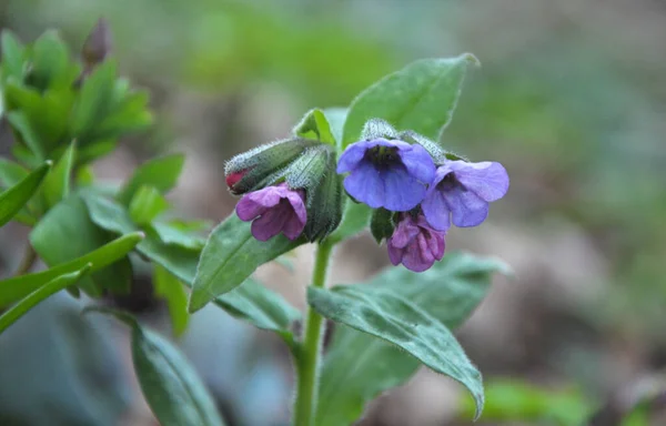 Planta Primavera Temprana Lungwort Pulmonaria Obscura Florece Bosque Salvaje — Foto de Stock