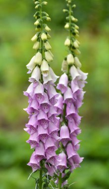 Yüksükotu (Digitalis) bir yaz bahçesinde çiçek açar.