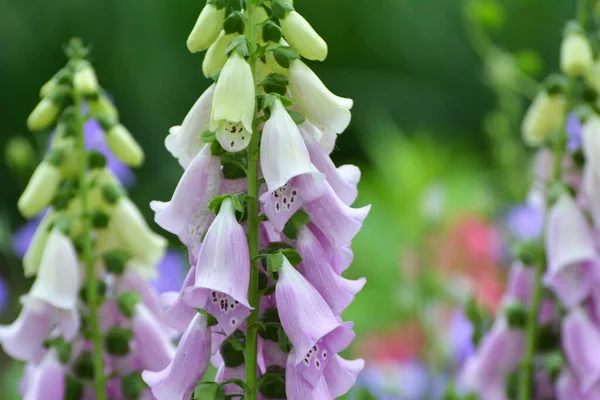 Foxglove Digitalis Fleurit Sur Lit Fleurs Dans Jardin Été — Photo