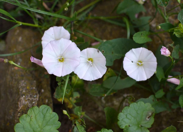 Convolvulus Arvensis Cresce Floresce Campo — Fotografia de Stock