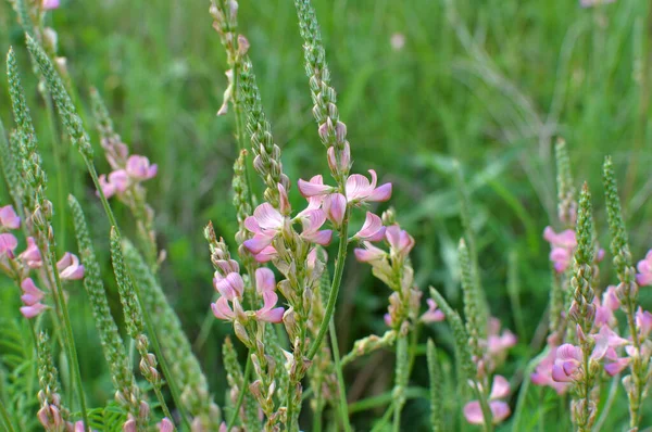 Auf Der Wiese Zwischen Wilden Gräsern Blüht Der Heilige Onobrychis — Stockfoto