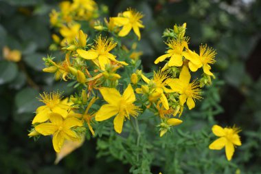 Vahşi doğada ormanda hiperikum performansı açar. 
