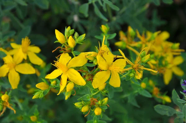 Vadonban Erdőben Virágzik Hypericum Perforatum — Stock Fotó