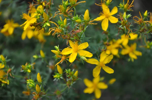 Vadonban Erdőben Virágzik Hypericum Perforatum — Stock Fotó