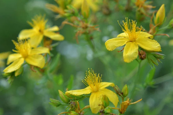 Vadonban Erdőben Virágzik Hypericum Perforatum — Stock Fotó