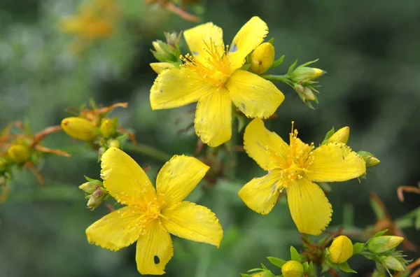 Vadonban Erdőben Virágzik Hypericum Perforatum — Stock Fotó