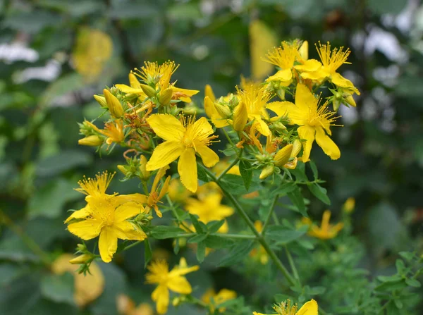 Naturaleza Bosque Florecen Hypericum Perforatum — Foto de Stock