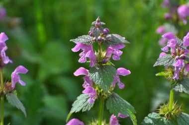Vahşi, sağır, ısırgan otu morunda çiçek açar (Lamium purpureum))