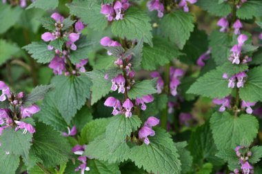 Vahşi, sağır, ısırgan otu morunda çiçek açar (Lamium purpureum))
