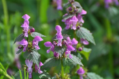 Vahşi, sağır, ısırgan otu morunda çiçek açar (Lamium purpureum))