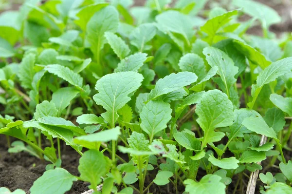 Brotos Mostarda Cultivados Para Fertilizante Orgânico Adubo Verde Sideratos — Fotografia de Stock