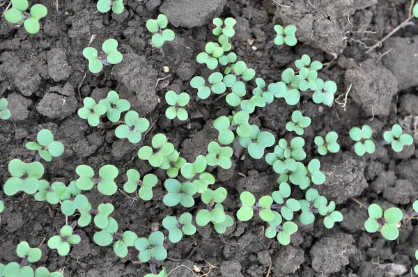 Mosterdspruiten Geteeld Voor Organische Meststoffen Groene Mest Sideraten — Stockfoto