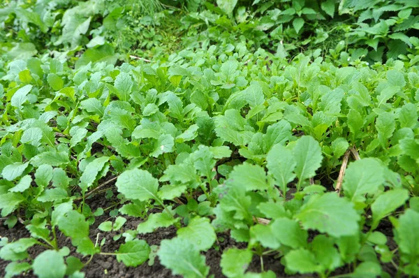 Brotes Mostaza Cultivados Para Fertilizante Orgánico Estiércol Verde Sideratos — Foto de Stock