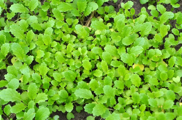 Brotes Mostaza Cultivados Para Fertilizante Orgánico Estiércol Verde Sideratos — Foto de Stock