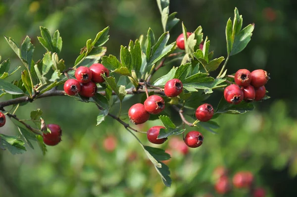 Branch Mature Red Fruits Hawthorn — Stock Photo, Image