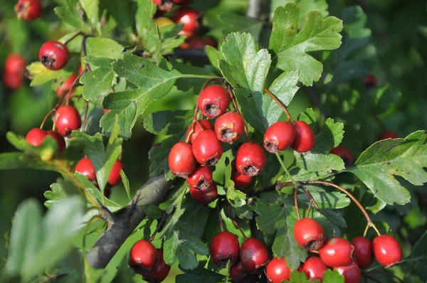 成長した赤い実を持つ枝のサンザシ — ストック写真