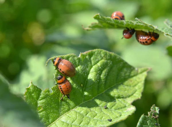 Les Larves Doryphore Détruisent Les Feuilles Pomme Terre — Photo