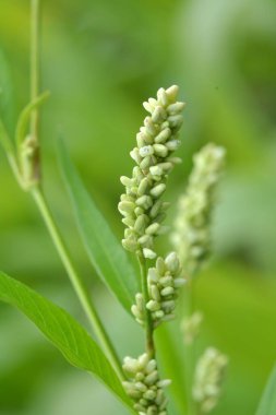 Ot Persicaria lapathifolia tarlaların arasında yetişir..