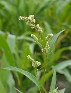 Ot Persicaria lapathifolia tarlaların arasında yetişir..
