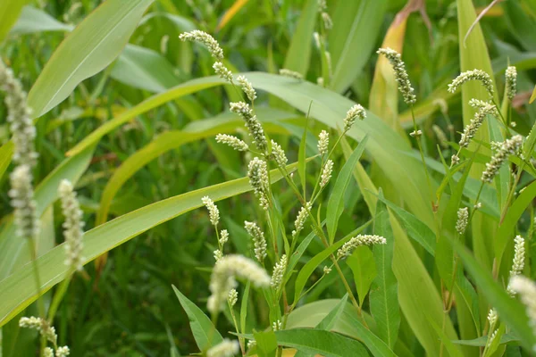 Weed Persicaria Lapathifolia Grows Field Agricultural Crops — Stock Photo, Image